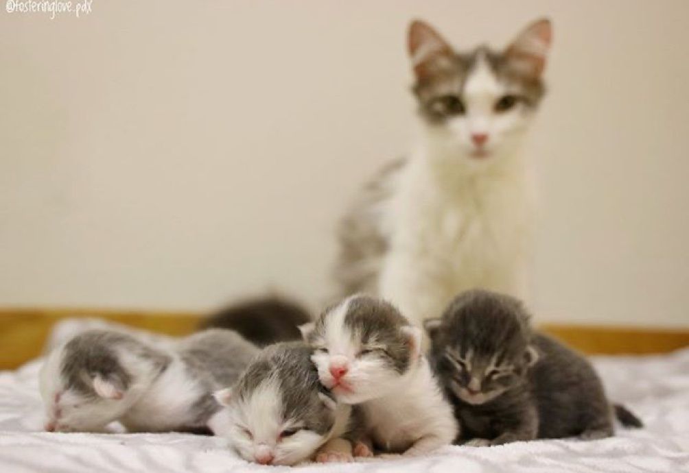 newborn kittens, cute, cat