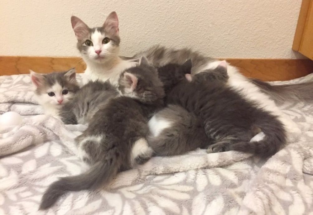 cat mom, nursing, kittens