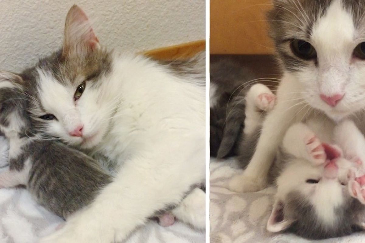 Stray Cat Comes to Family Just in Time so Her Kittens Can Live Best Life