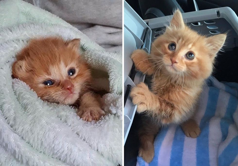 kitten, ginger, purrito