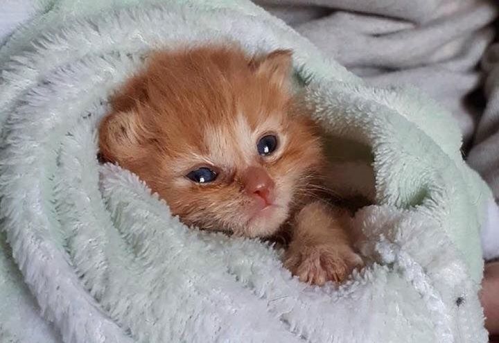 purrito kitten, cute