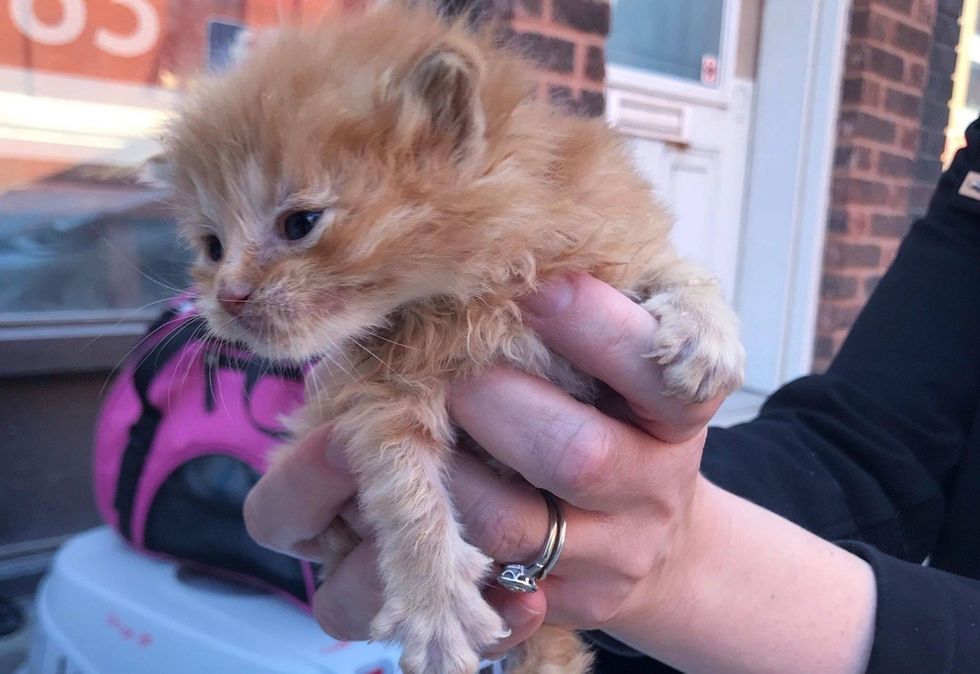 tiny, ginger kitten