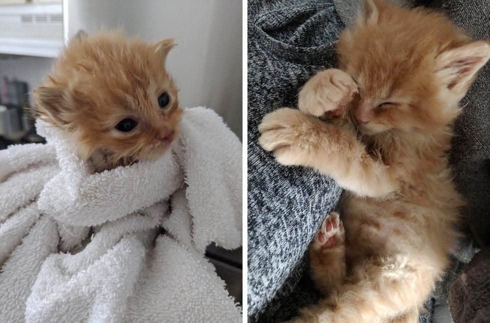 tiny kitten, ginger, purrito