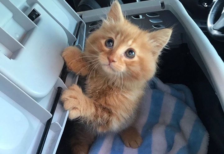 ginger kitten, cute, big eyes
