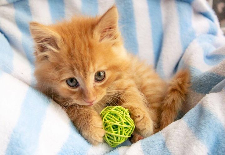 ginger kitten, cute cat