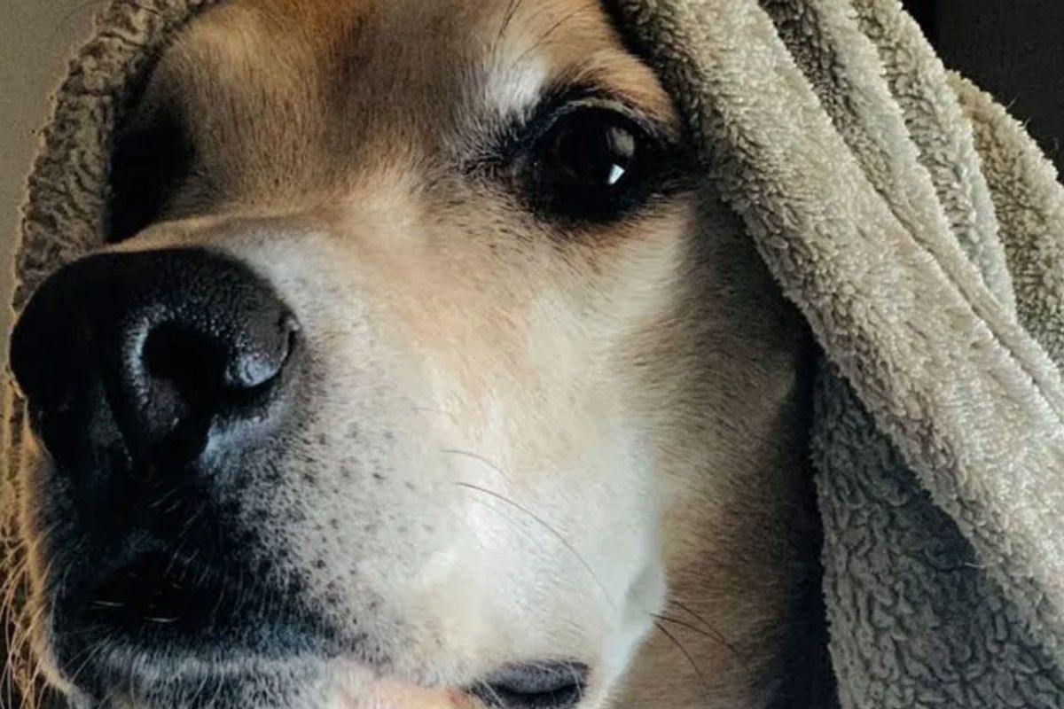 Arizona held an event on the 4th of July to calm dogs startled by Independence Day fireworks