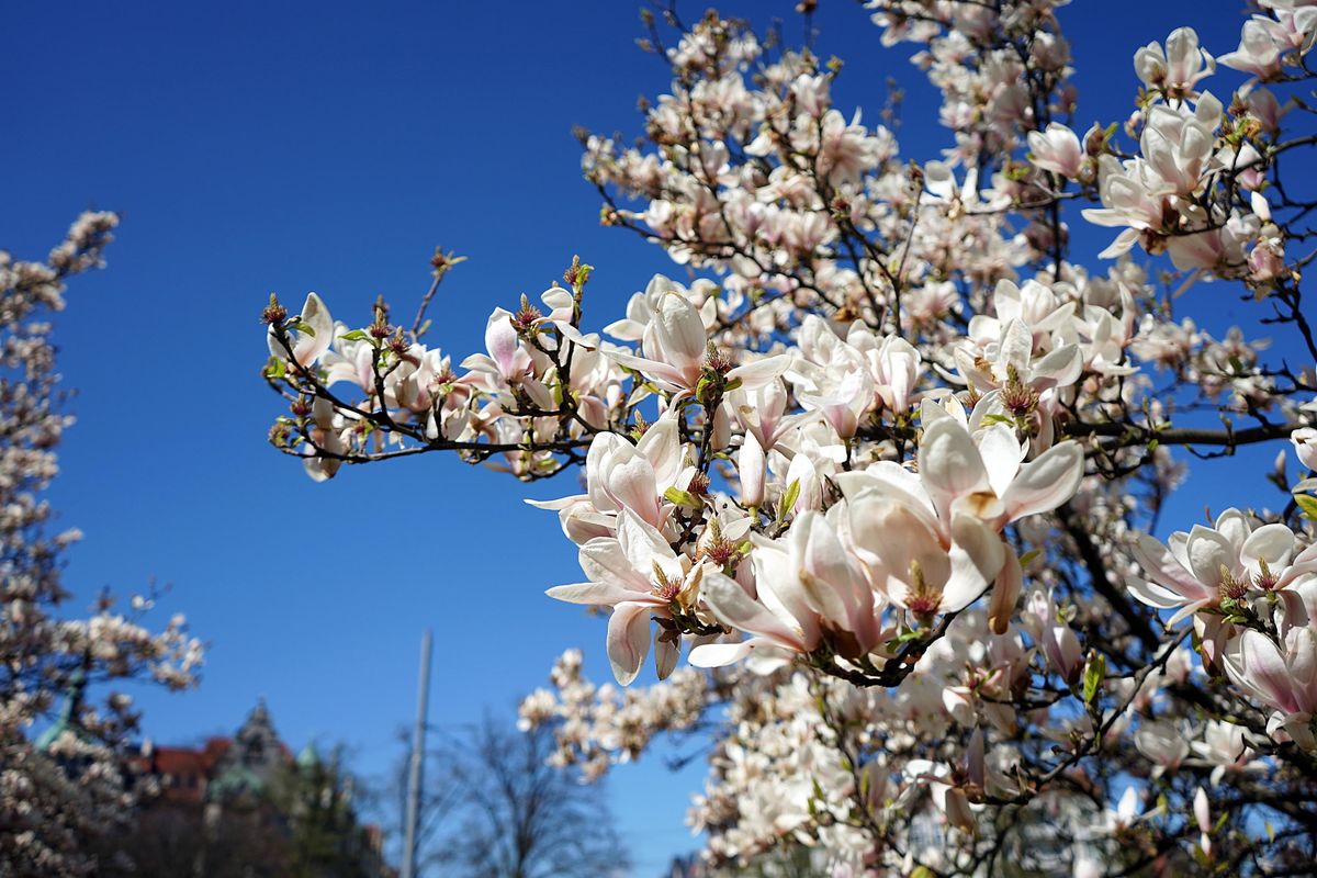 Sotto la magnolia, una città aggrovigliata