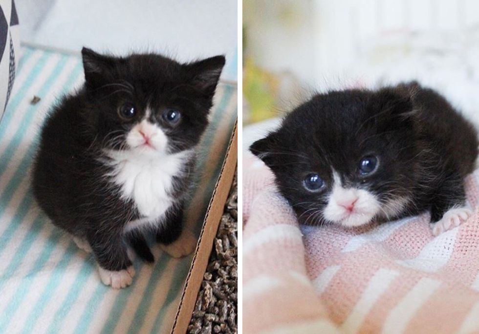 tuxedo, kitten, cute