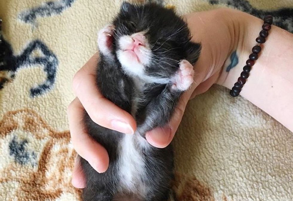 tiny kitten, tuxedo, sleeping