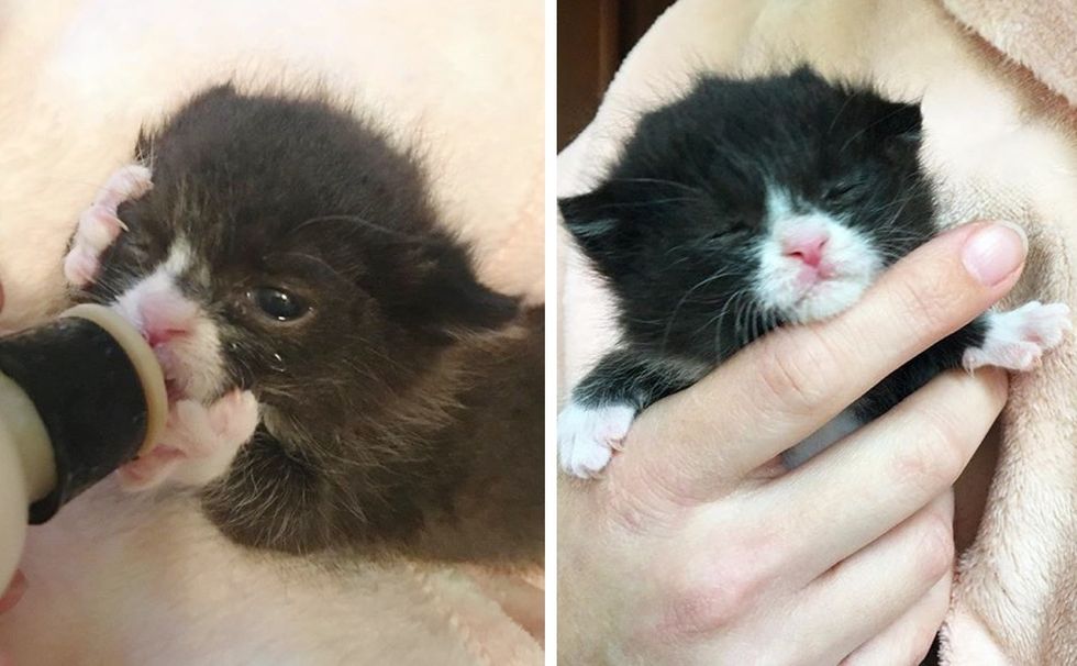 tuxedo kitten, bottle kitten, sleepy kitten