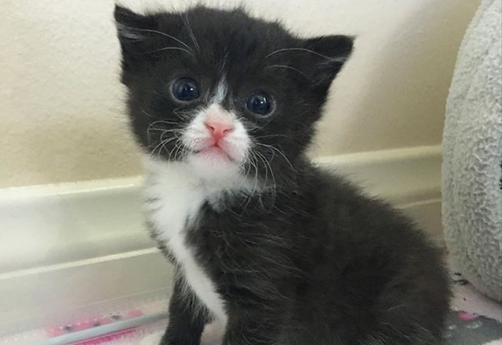 tuxedo kitten, cute cat
