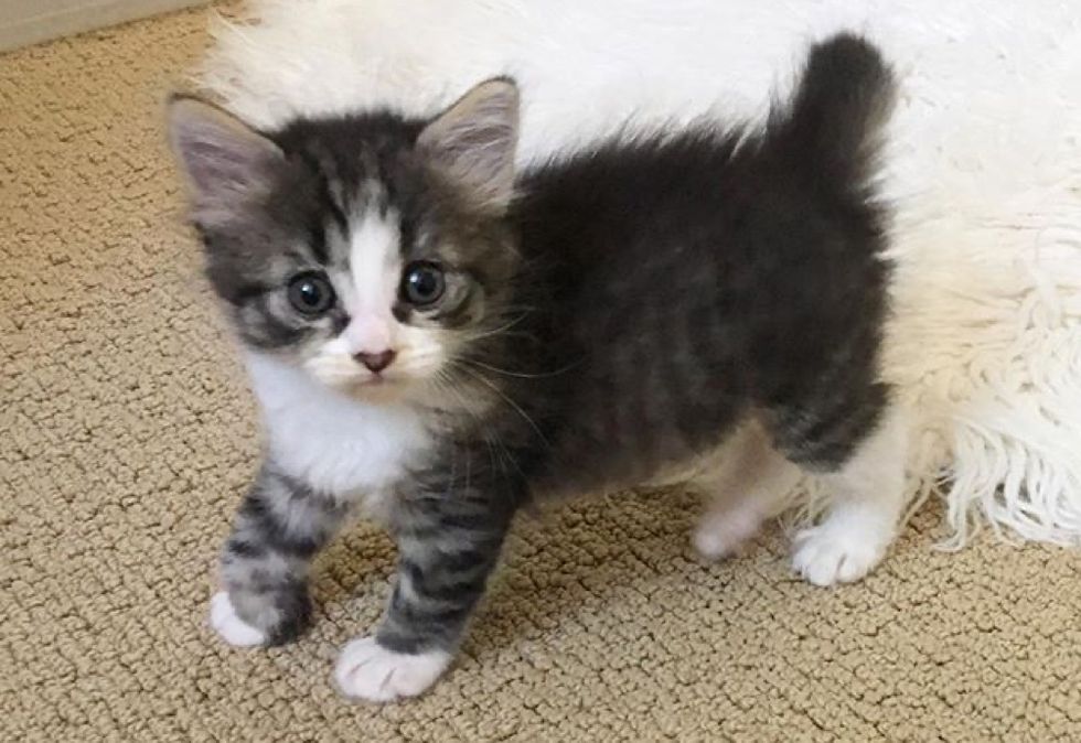 tabby kitten, foster