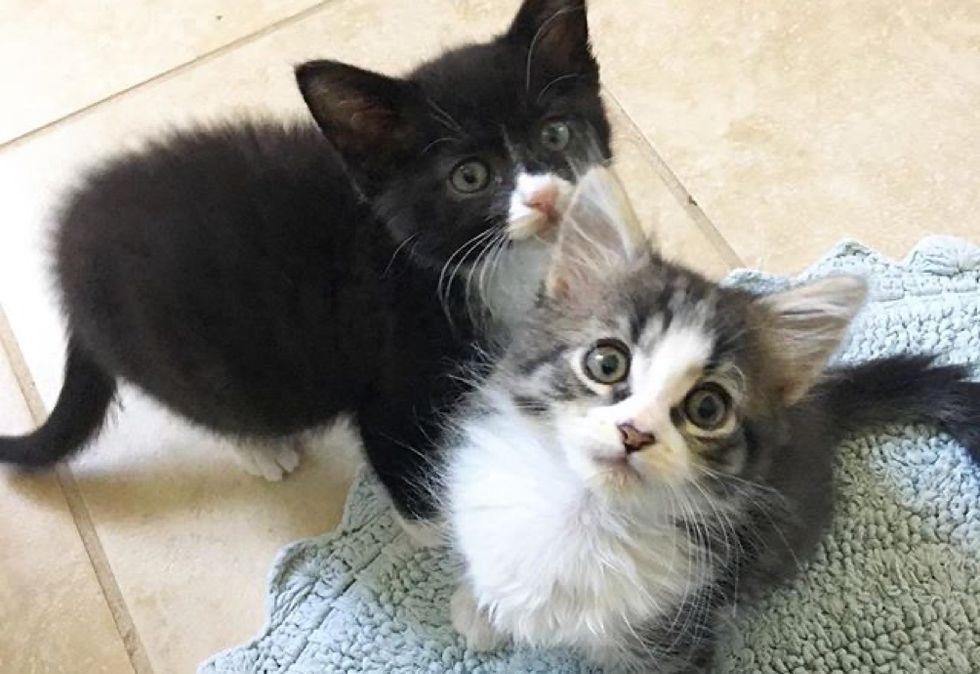 best friends, tuxedo kitten, tabby kitten