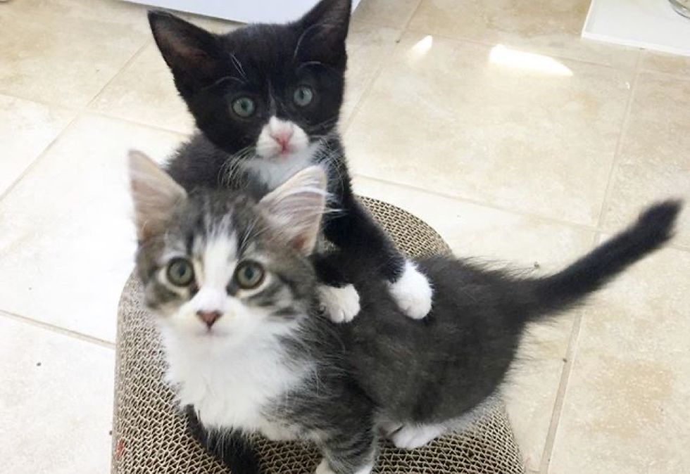 best friends, cuddles, tuxedo kitten