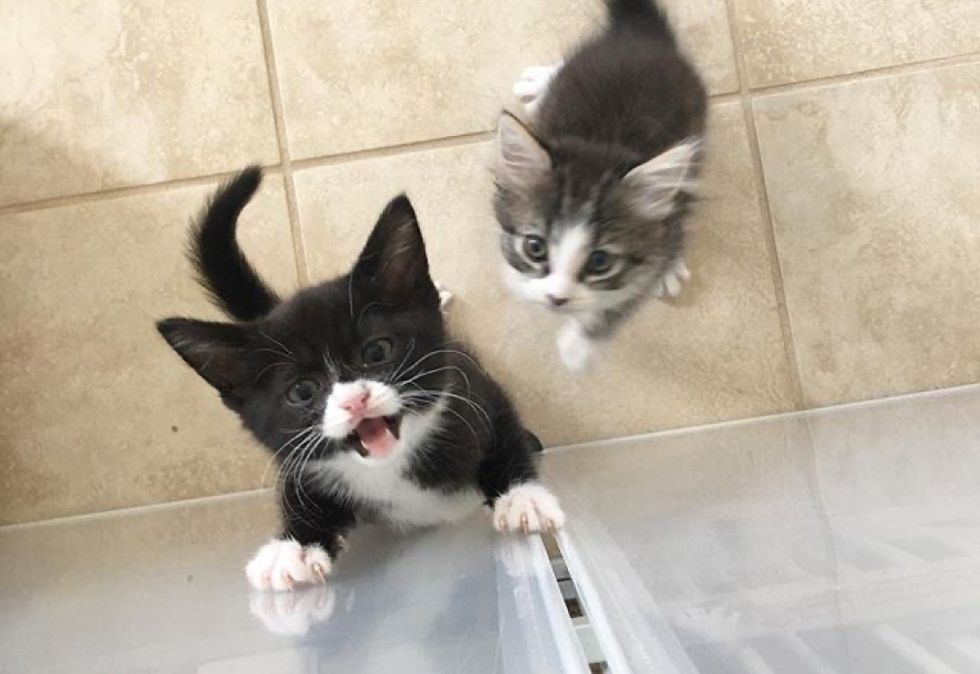 cute kittens, meow, hungry