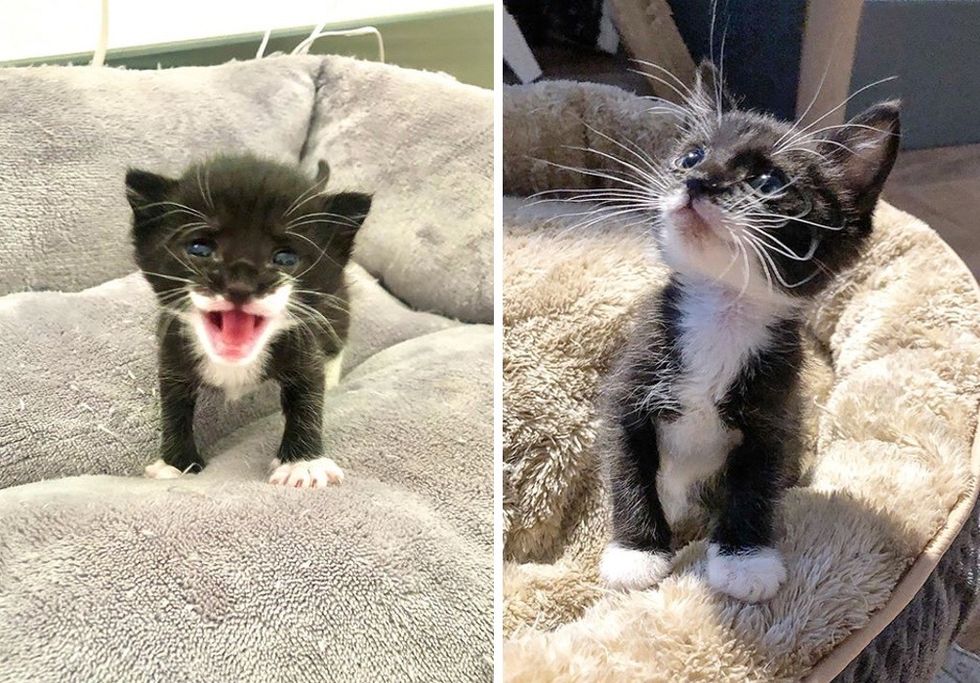 tuxedo kitten, cute, tiny