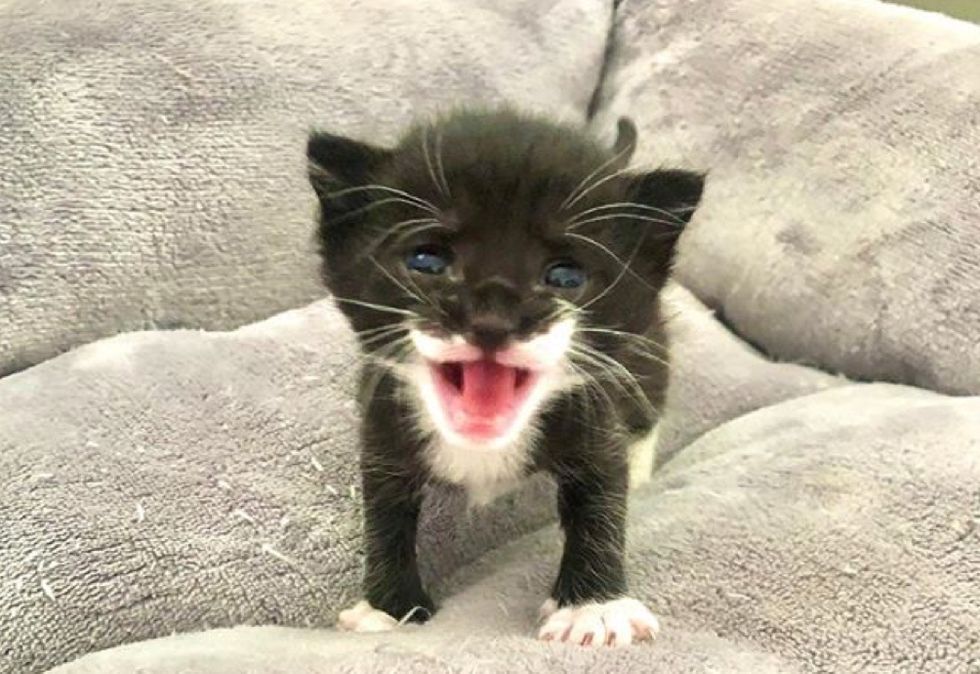 Kitten So Happy to Find Kind Family After She Was Spotted in a Barn ...