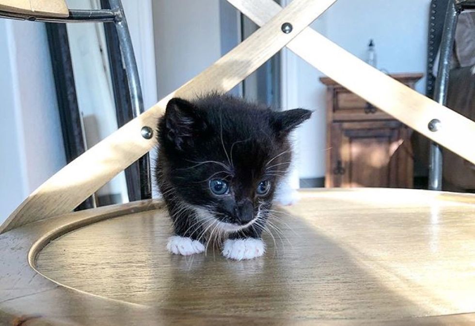 tiny kitten, mittens