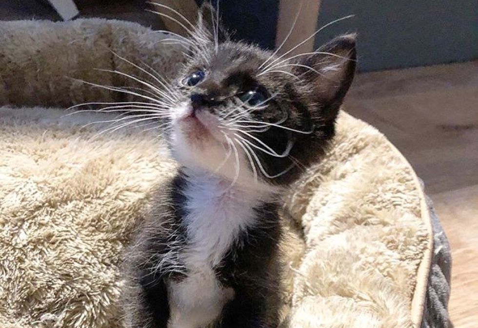 whiskers, cute kitten
