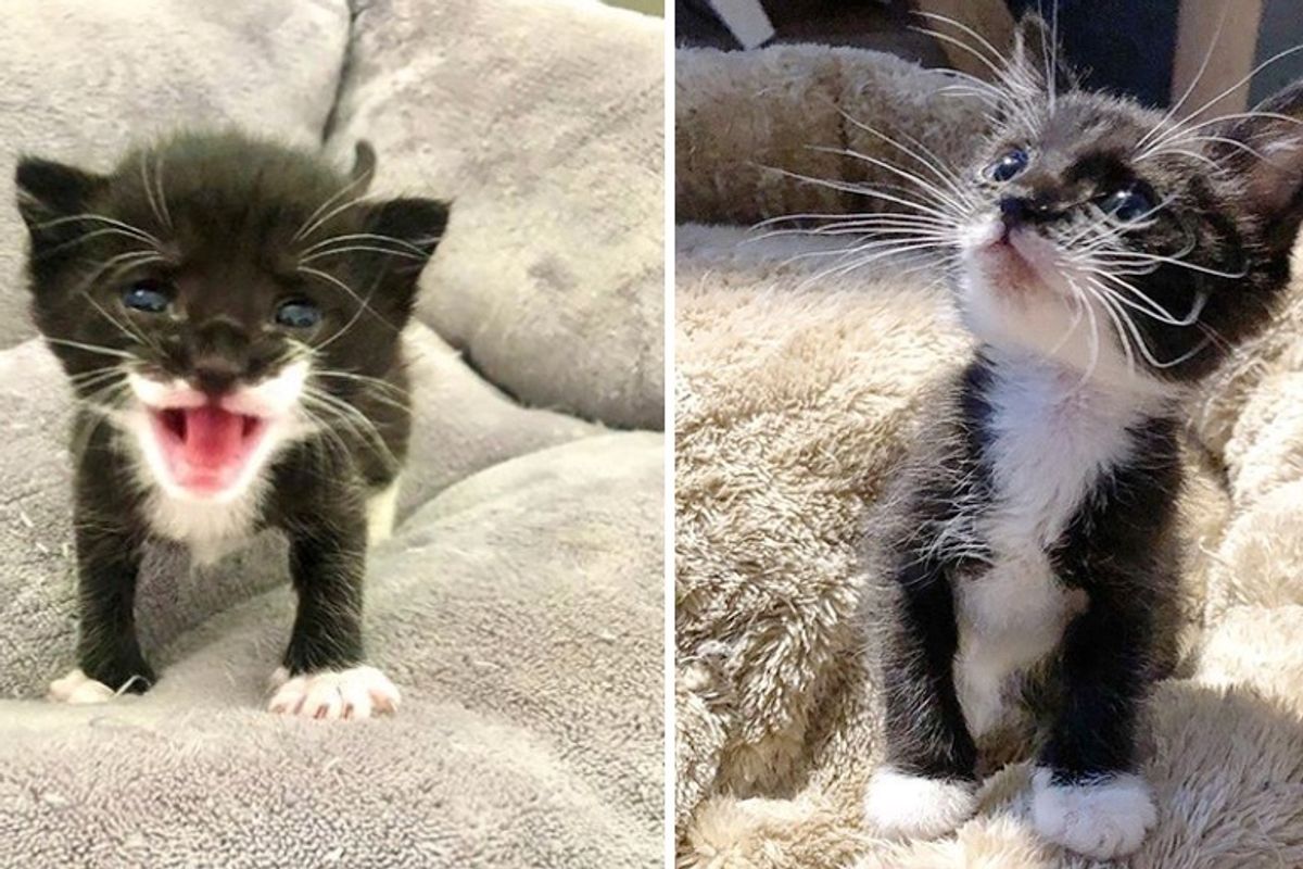 Kitten So Happy to Find Kind Family After She Was Spotted in a Barn
