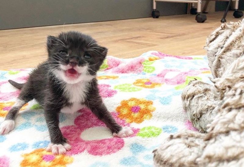 tuxedo kitten, smile