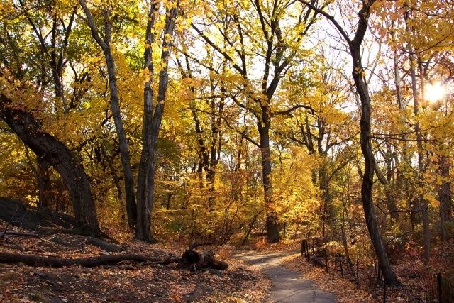the ramble, central park, new york