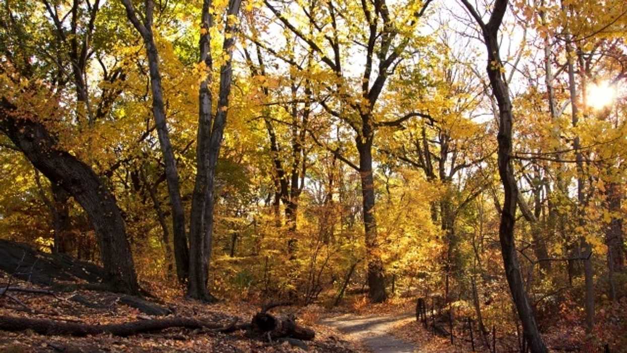 the ramble, central park, new york