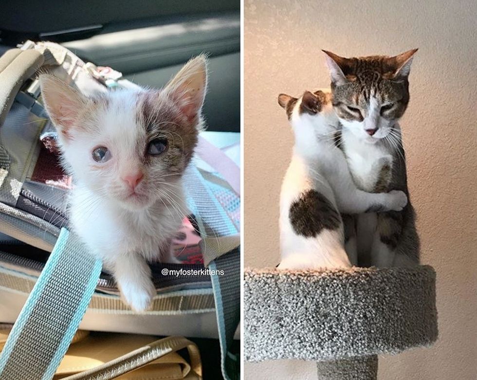 Kitten Found Family of Her Dreams After Having Her Life Turned Around ...