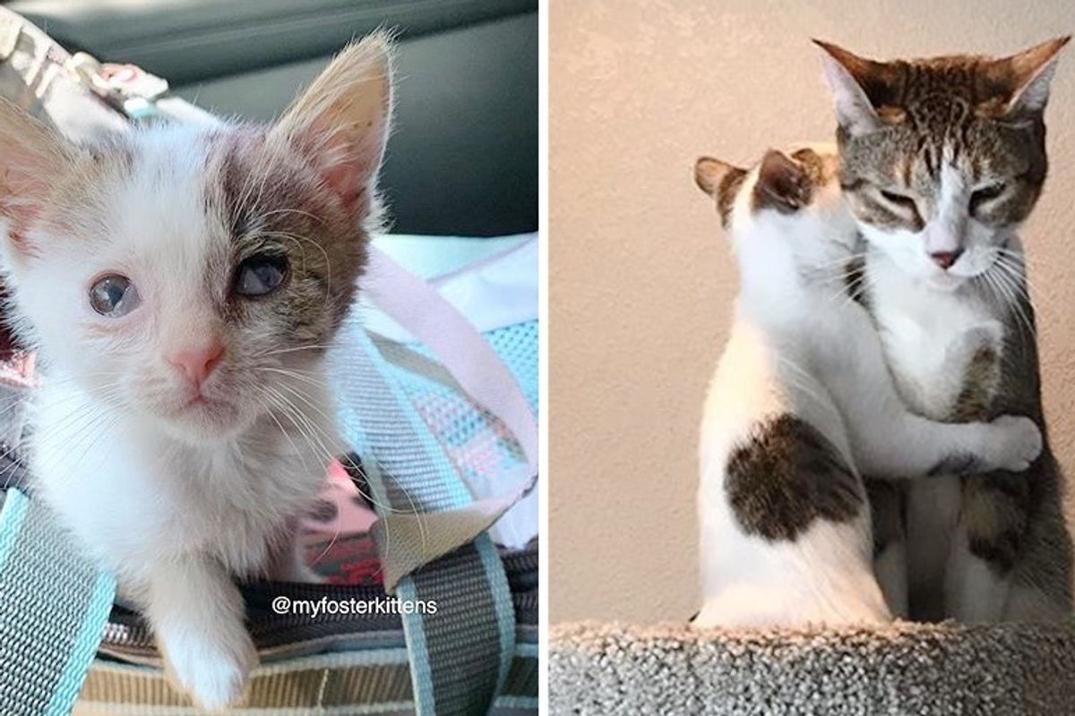 Kitten Found Family of Her Dreams After Having Her Life Turned Around