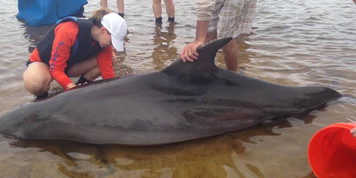 florida dolphin ocean pollution