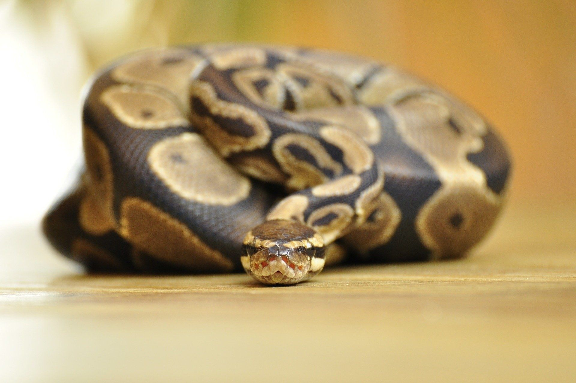 Florida woman finds python in washing machine because we needed another  reason to hate doing laundry