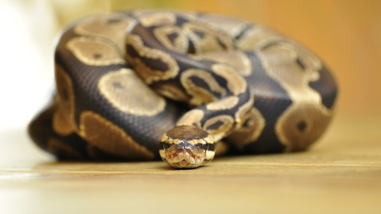 Florida woman finds python in washing machine because we needed another reason to hate doing laundry