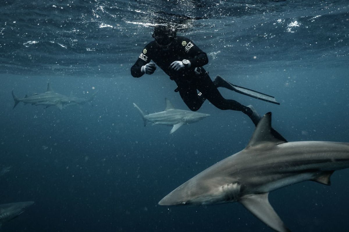 Shark Week host Forrest Galante is helping change hearts and minds about nature's most feared predator