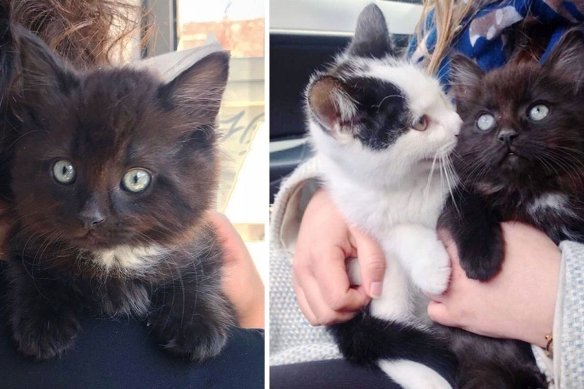 Stray Kitten Finds Friend that He Needed, and a Dream Home for Both