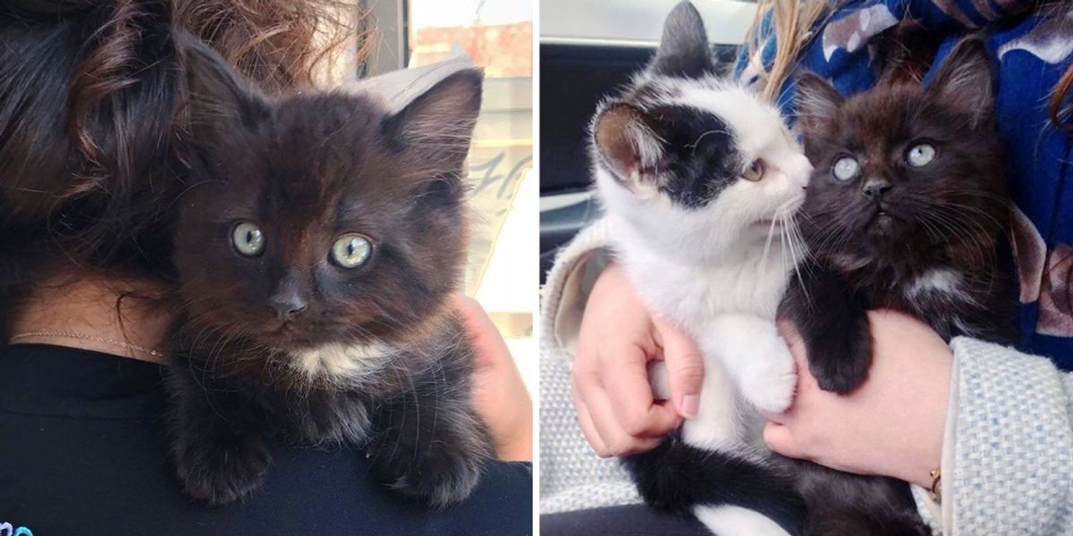 Stray Kitten Finds Friend that He Needed, and a Dream Home for Both