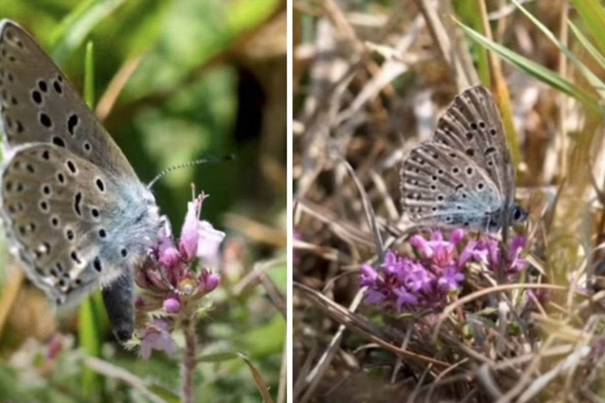 U.K. conservationists have successfully brought back butterflies declared extinct in 1979