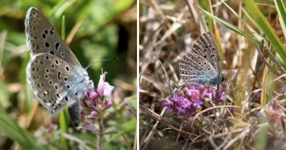 U.K. conservationists have successfully brought back butterflies declared extinct in 1979