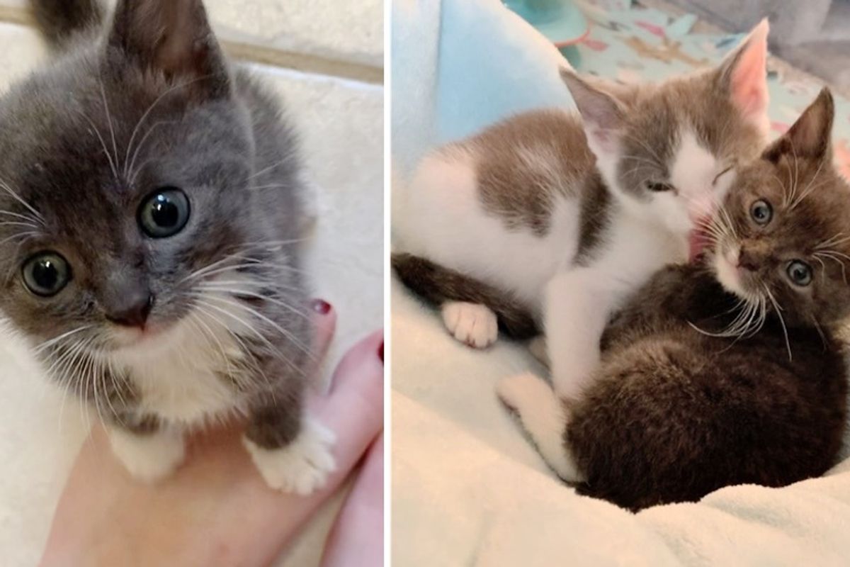 Kitten Found Alone, Cuddles Up to Cat Siblings and Won’t Let Go