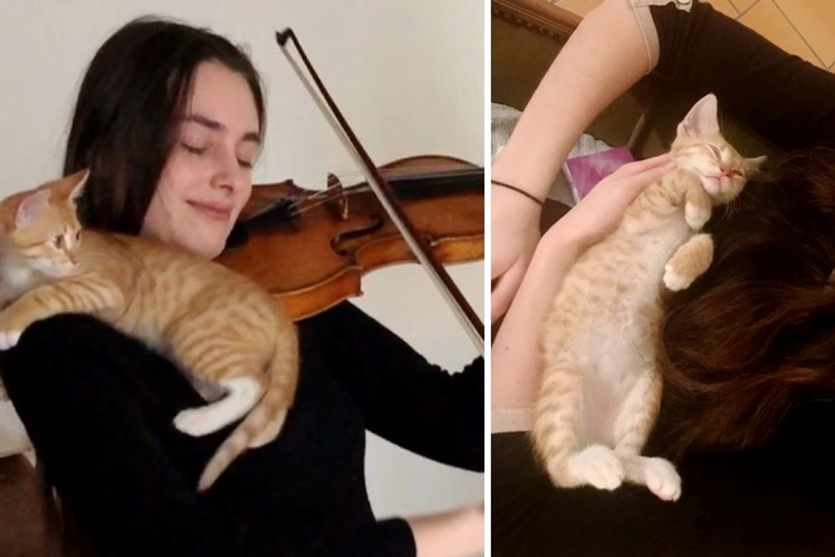 Kitten Found His Way to Violinist and Became Her Sweetest Audience