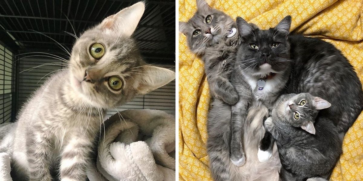 Download Family Cats Take to Kitten with Head Tilt and Insist on ...