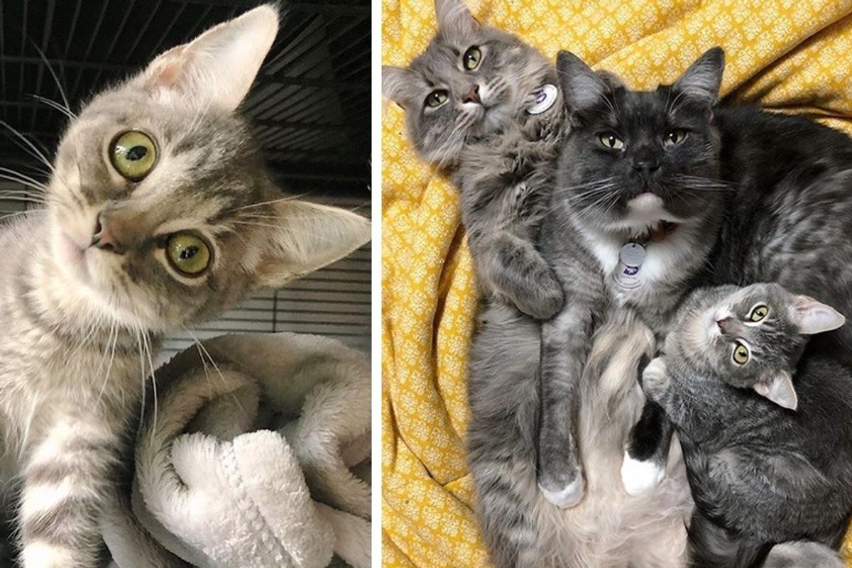 Family Cats Take to Kitten with Head Tilt and Insist on Keeping Her