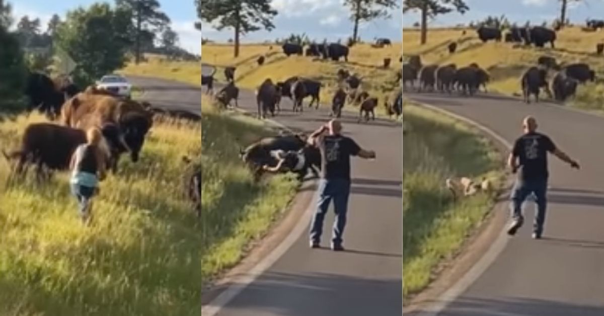 Female Biker Has Her Pants Ripped Off By Attacking Buffalo—And It's Likely What Saved Her Life