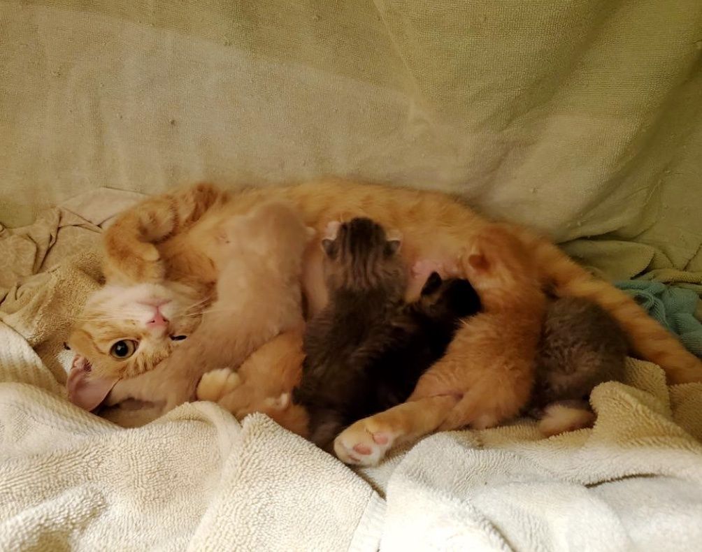 Stray Cat Comes Back To Woman She Befriended So Her Kittens Can Be ...