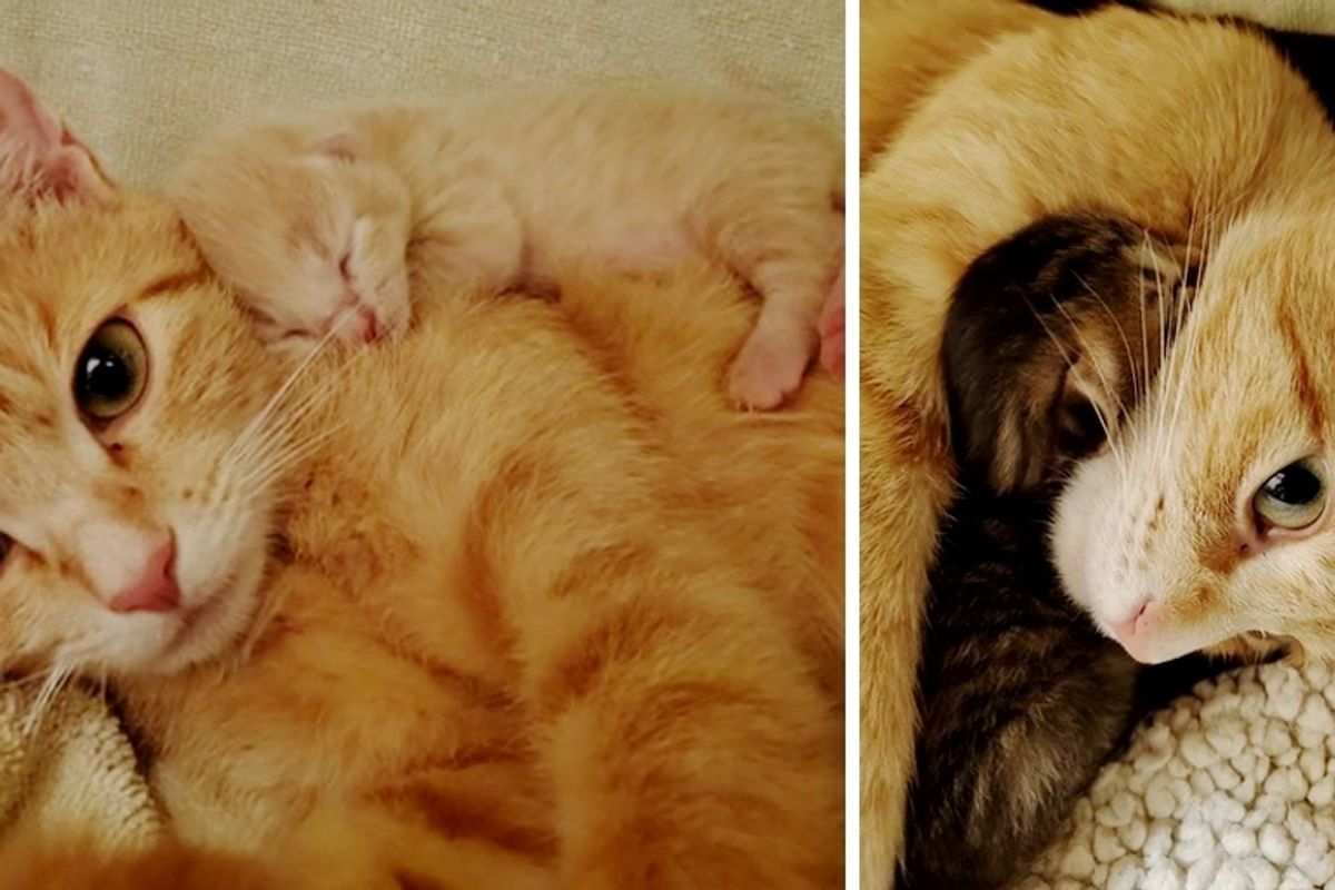 Stray Cat Comes Back to Woman She Befriended So Her Kittens Can Be Helped