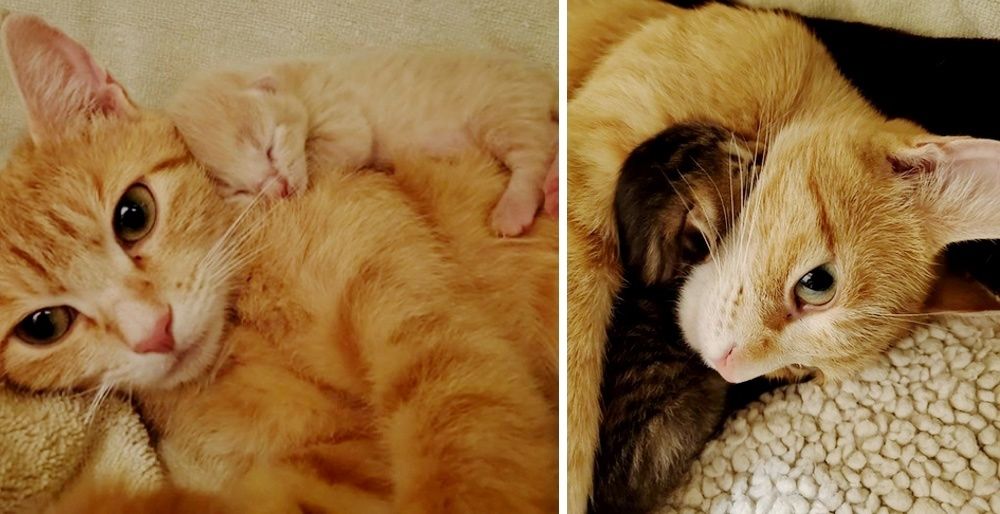 Stray Cat Comes Back To Woman She Befriended So Her Kittens Can Be ...