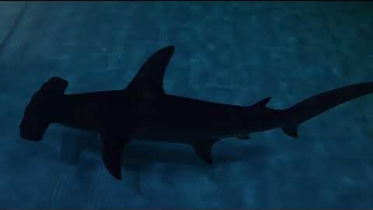 You'll soon be able to swim with sharks at the Georgia Aquarium
