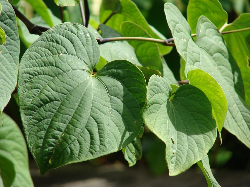Kava Plants