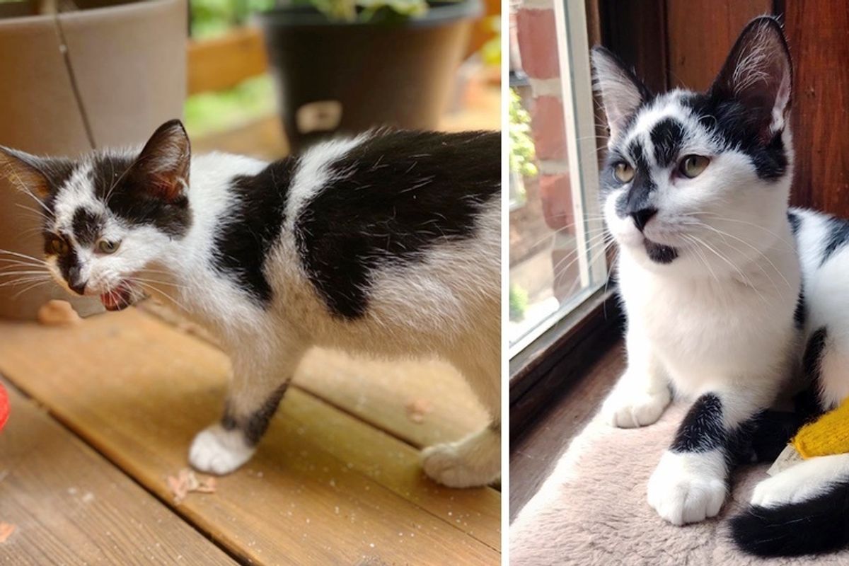 Stray Kitten Walks onto Family’s Porch for Food and Has Her Life Turned Around