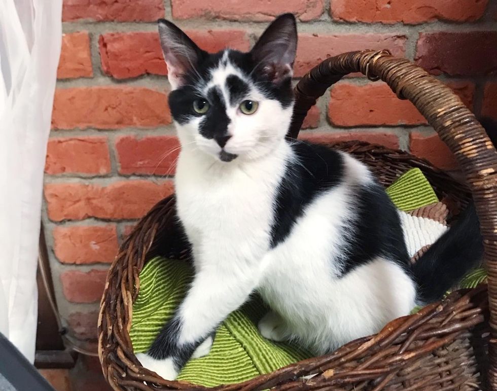 kitten, cute, basket