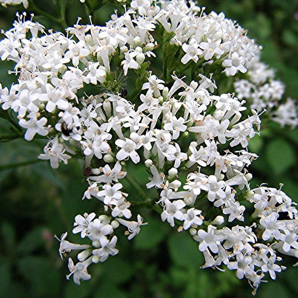 Valerian Plant